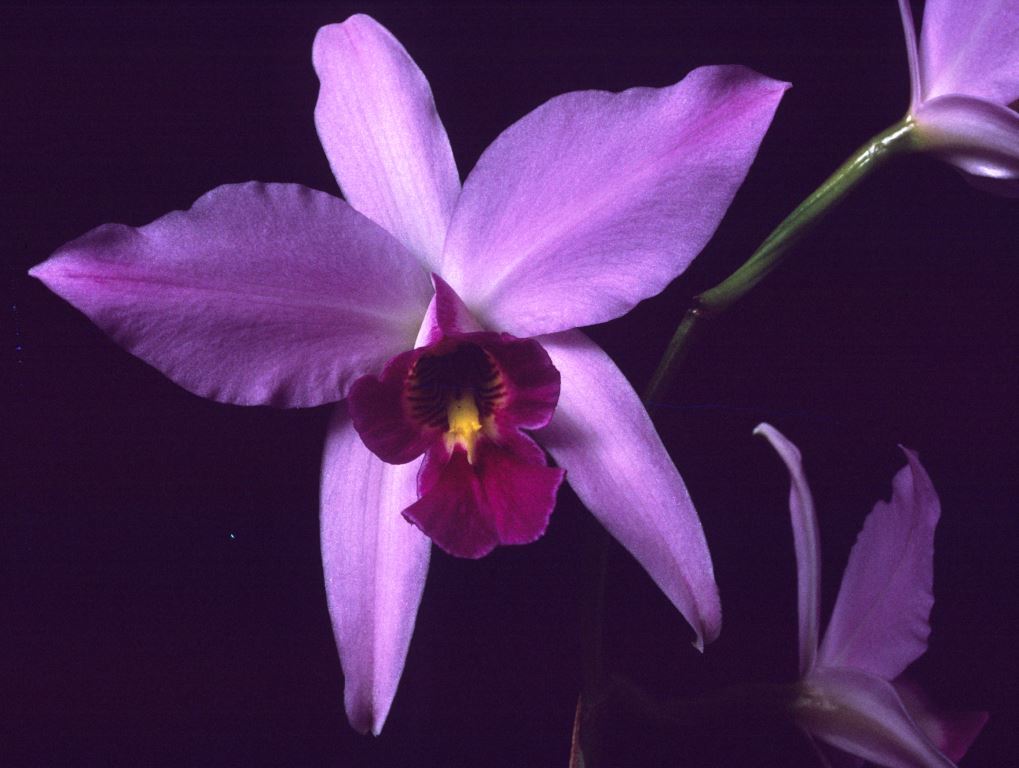 Laelia anceps subsp. anceps