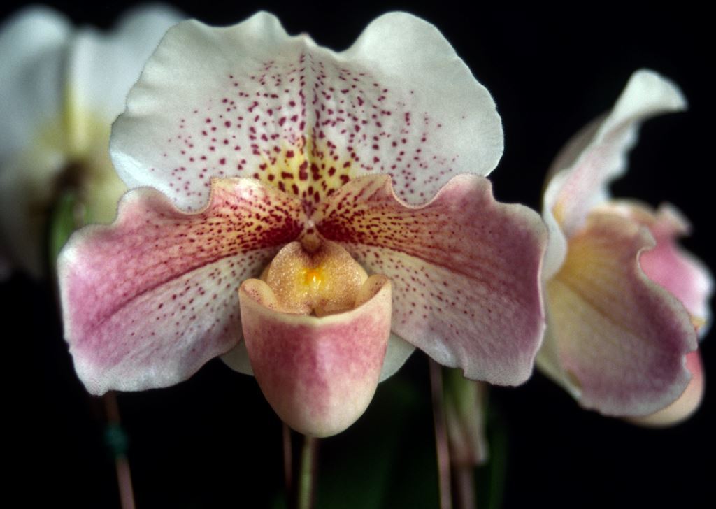 Paph Ronnie Ratcliffe