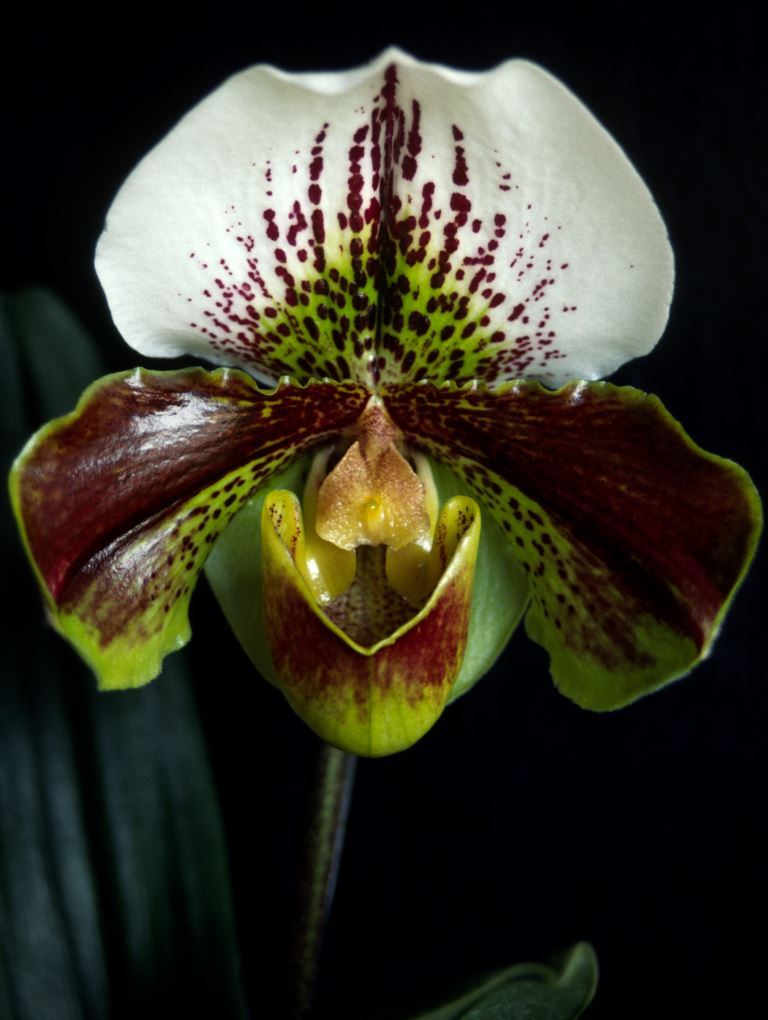 Paph November Star
