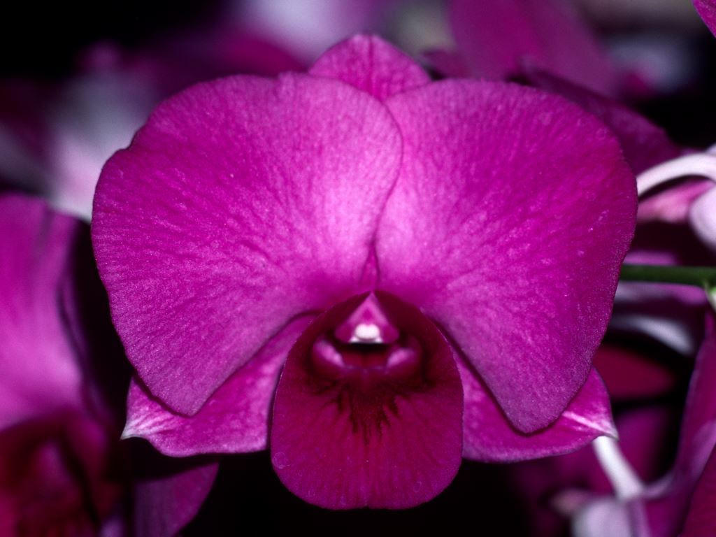 Dendrobium Mount Kelly Delight - HCC/AOC