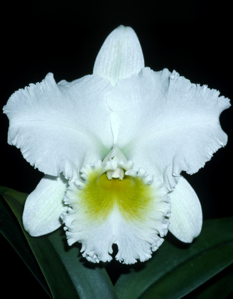 Rhyncholaeliocattleya Burdekin Bells - HCC/AOC