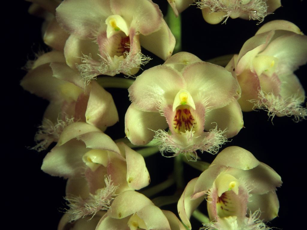Catasetum Rebecca Northern