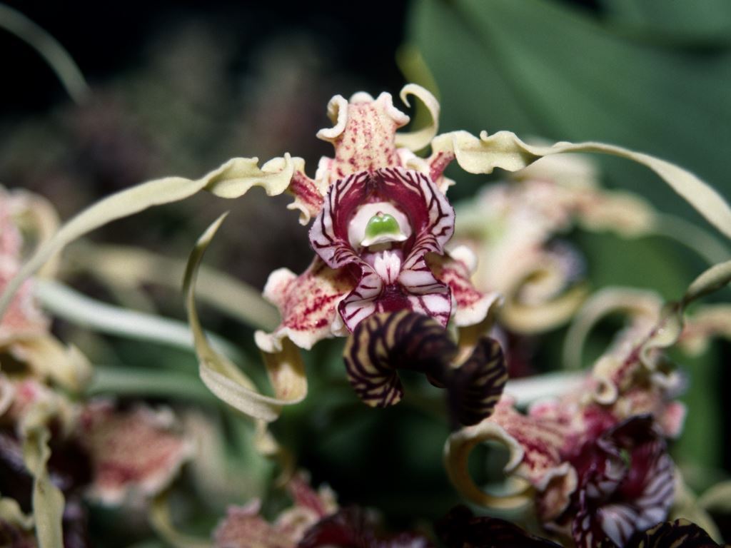 Dendrobium spectabile - HCC/AOC