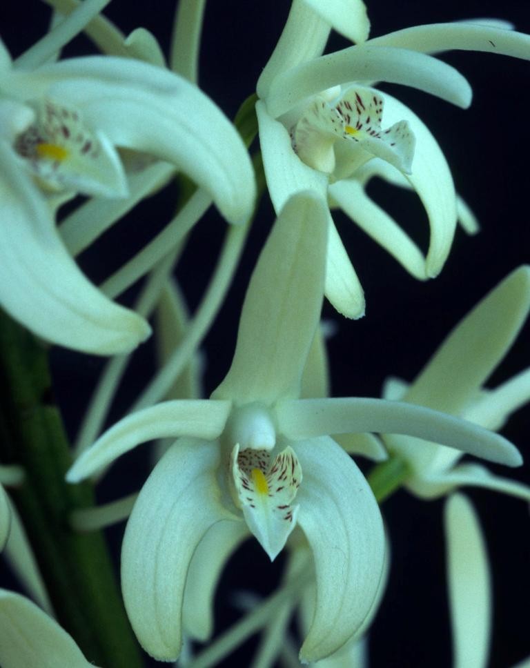 Dendrobium speciosum var. boreale - ACC/AOC