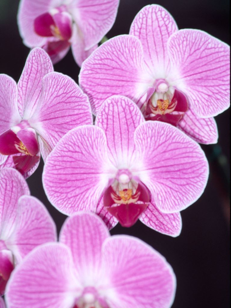 Phalaenopsis Delwin - HCC/AOC