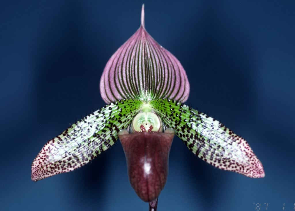 Paphiopedilum Macabre - HCC/AOC