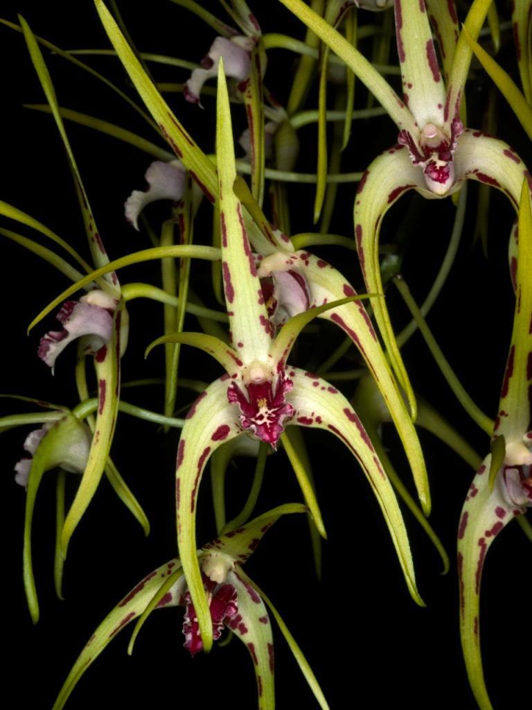 Dendrobium Hilda Poxon - AM/AOC