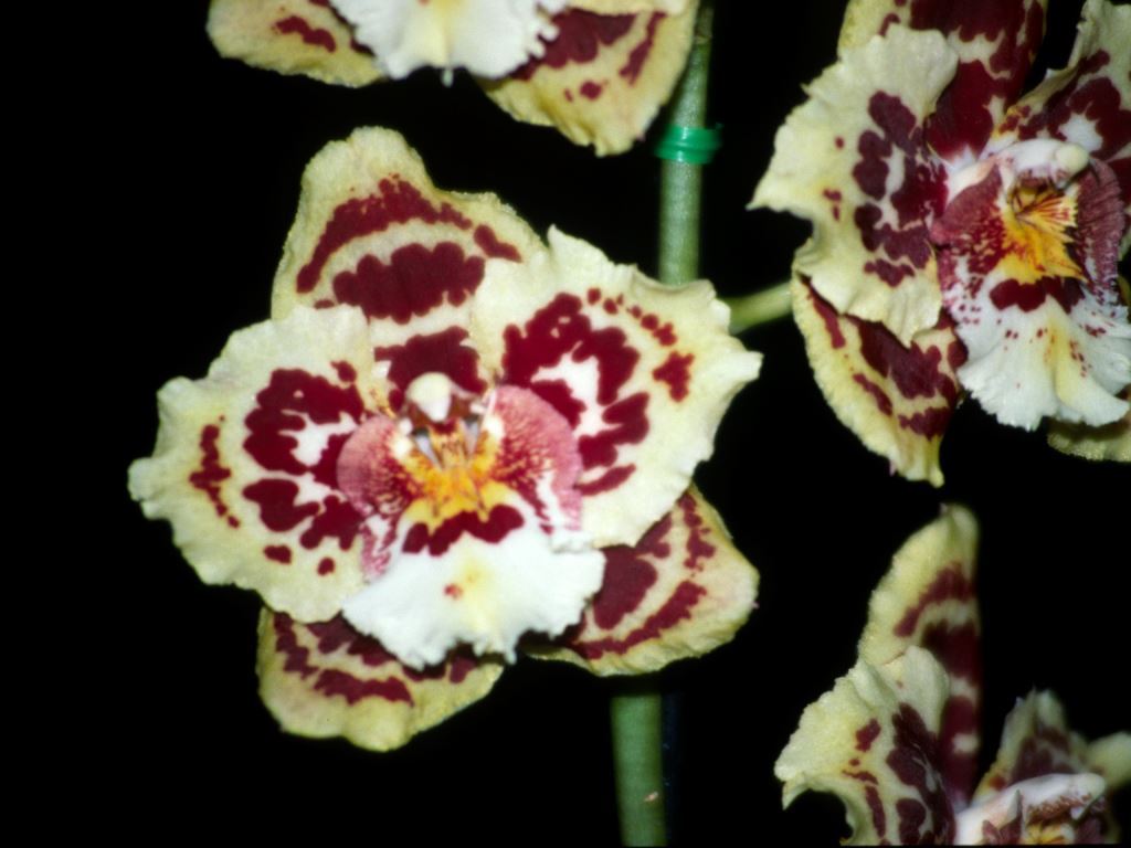 Oncidium Murray River - HCC/AOC