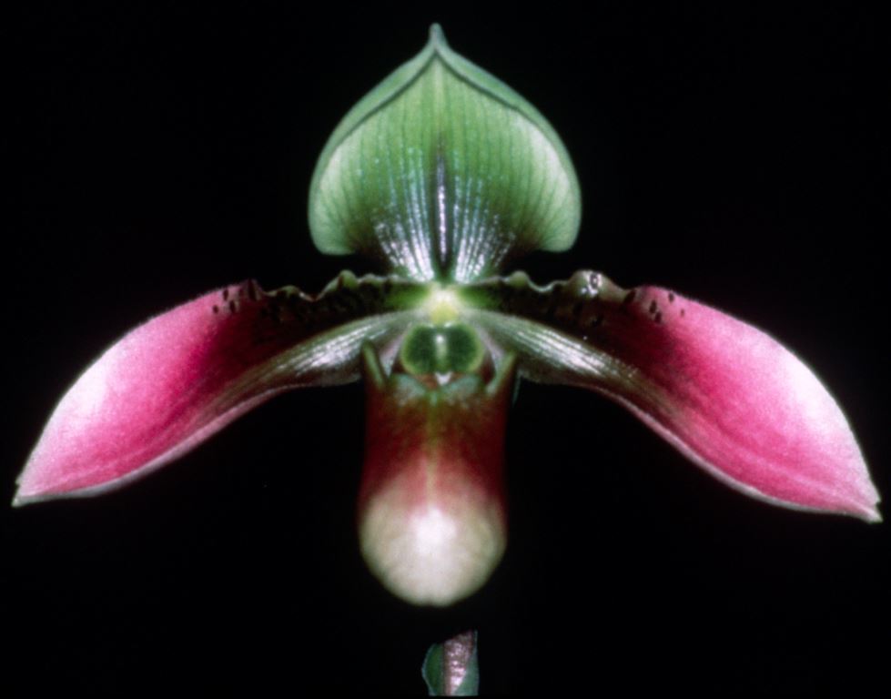 Paphiopedilum appletonianum - HCC/AOC