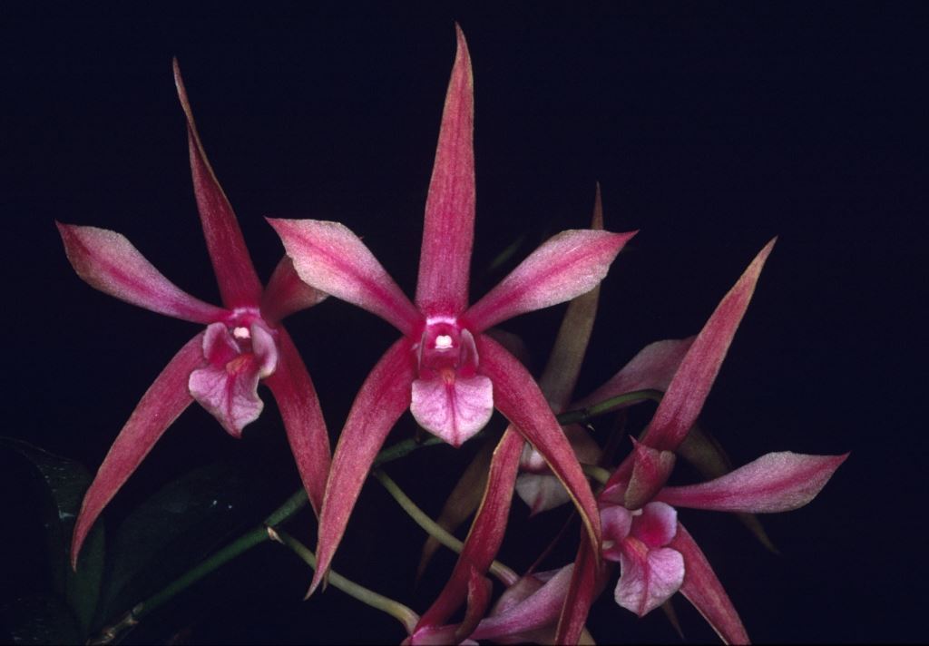 Dendrobium Elegant Lace - HCC/AOC