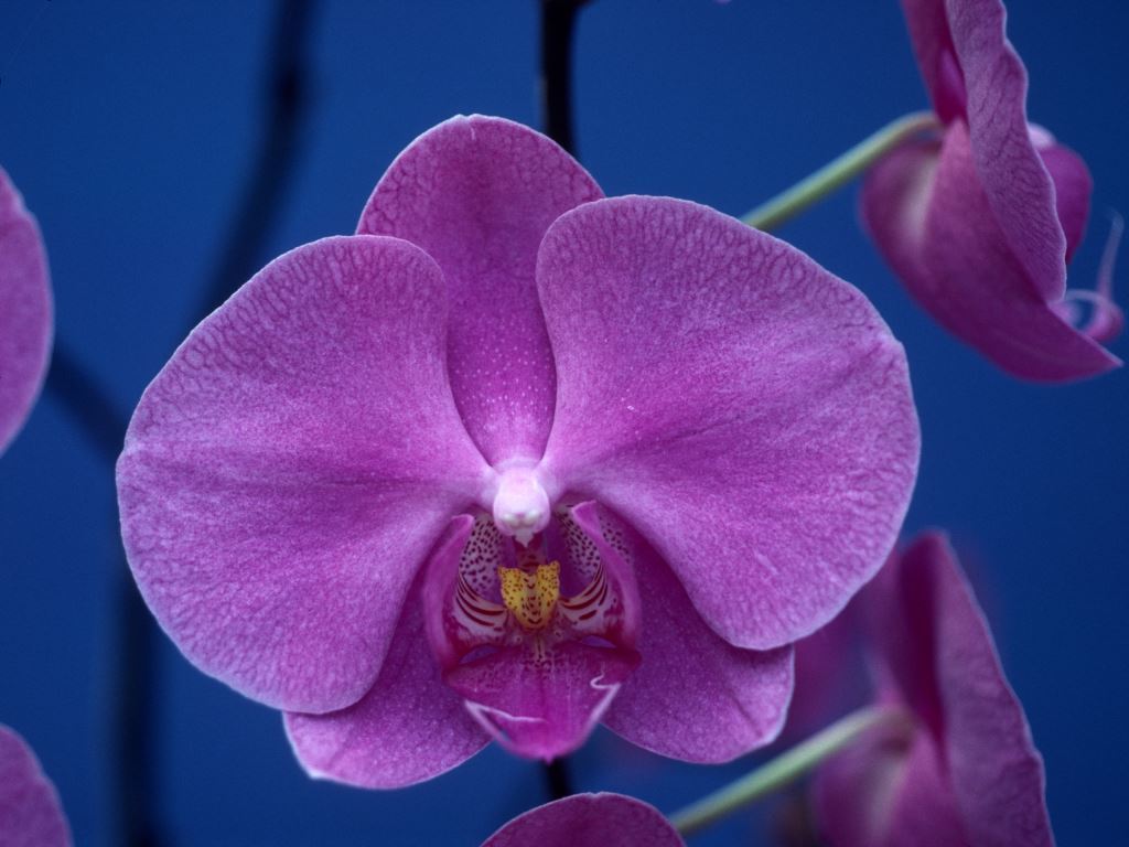 Phalaenopsis Orglade's Springview 'Q'lander'