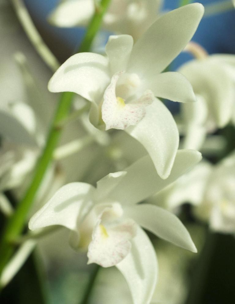Dendrobium Specio-kingianum - HCC/AOC
