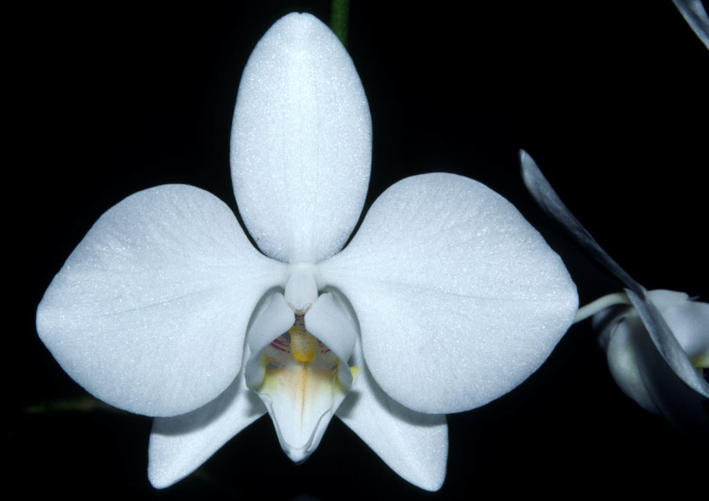 Phalaenopsis aphrodite subsp. formosana
