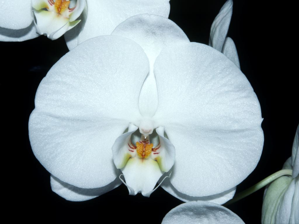 Phal Ginrei