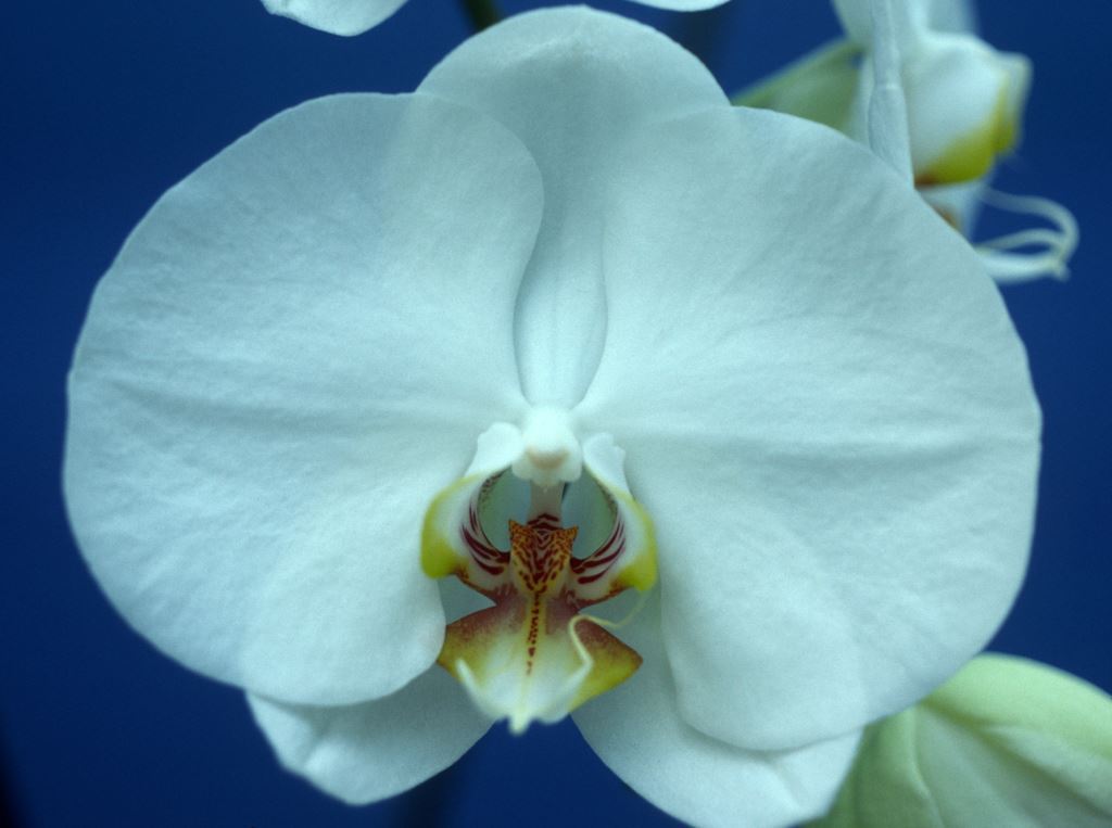 Phal Carmela's Wonder 'Q'lander'