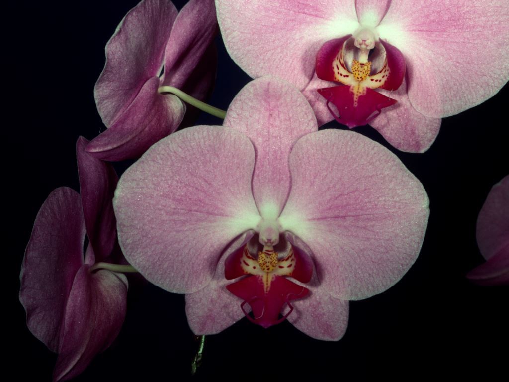 Phalaenopsis Modern Beauty - HCC/AOC