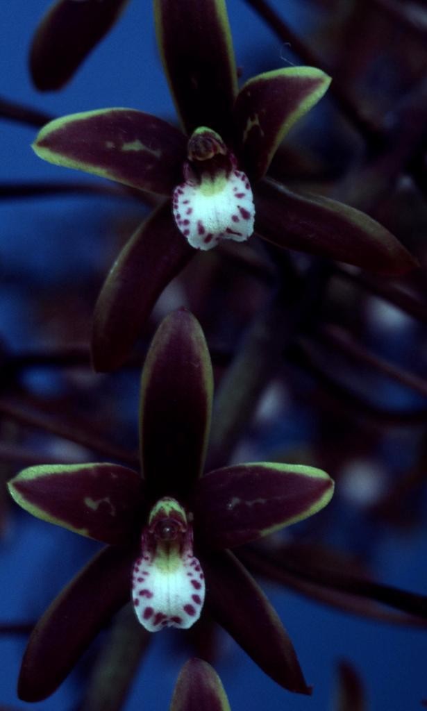 Cymbidium canaliculatum - HCC/AOC