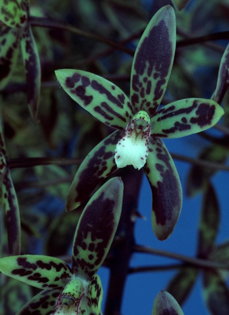 Cymbidium canaliculatum - ACC/AOC