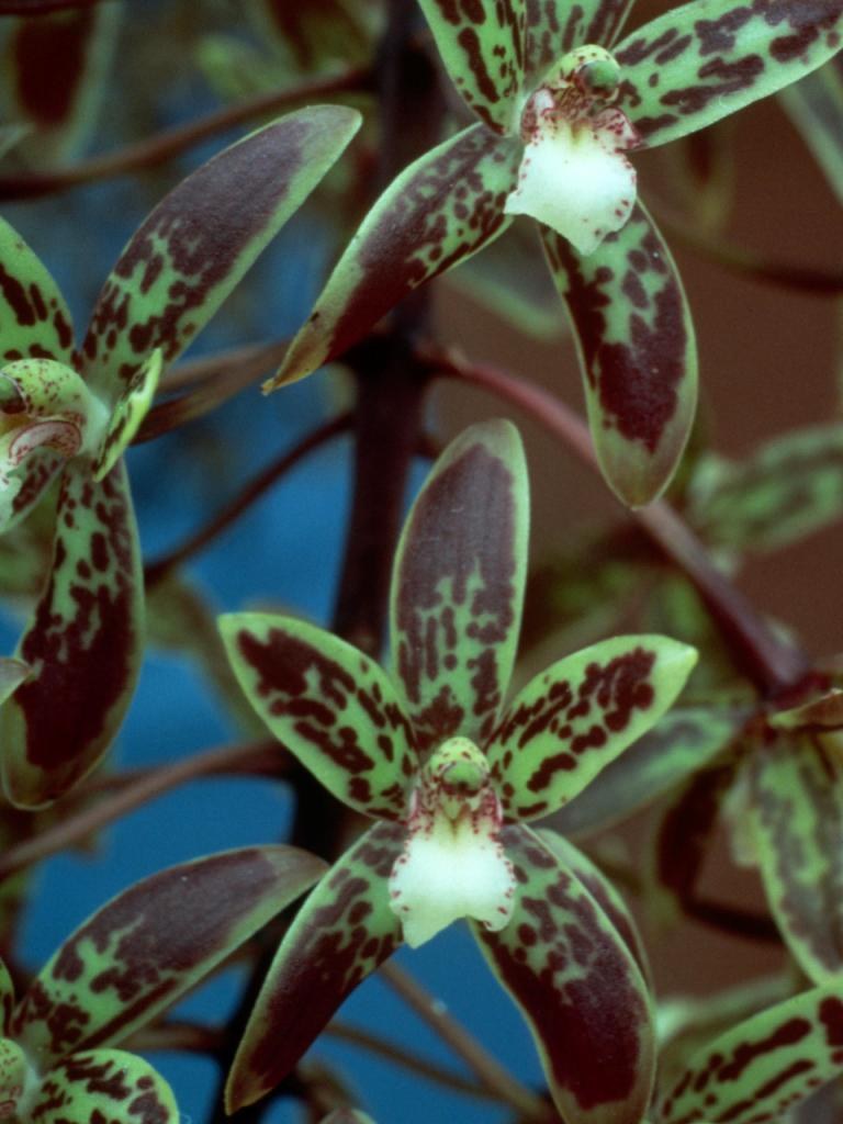 Cymbidium canaliculatum - ACC/AOC