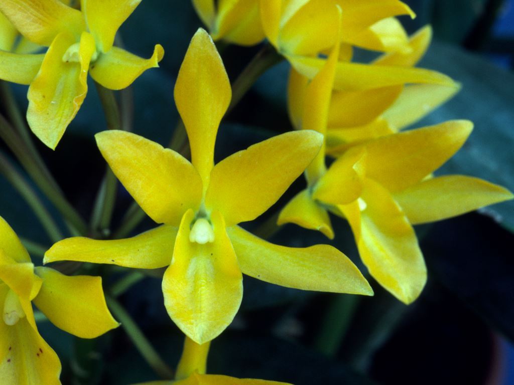 Guarianthe aurantiaca - ACC/AOC