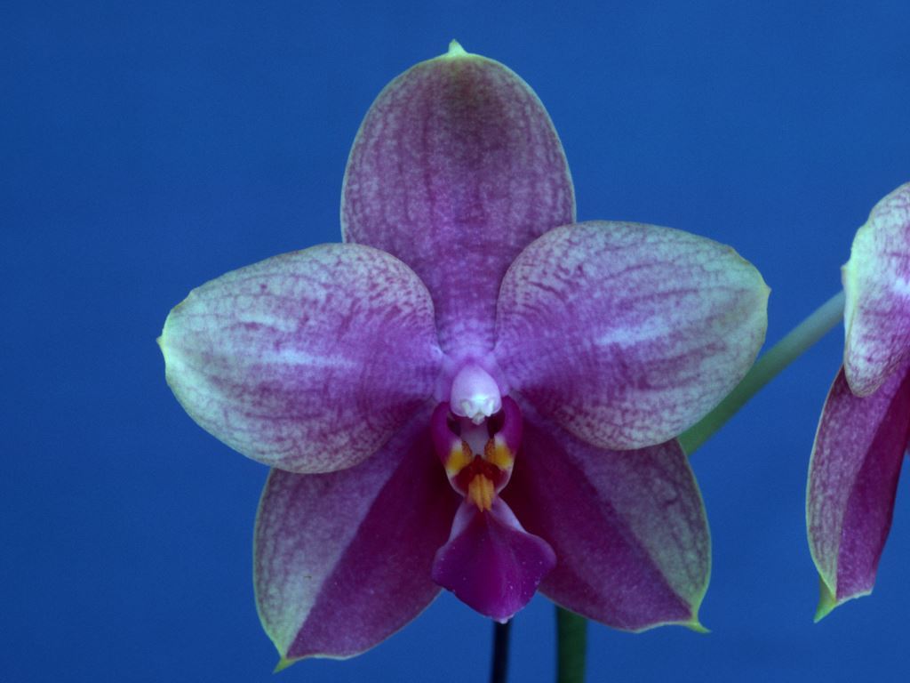 Phalaenopsis Sweet Memory - AM/AOC
