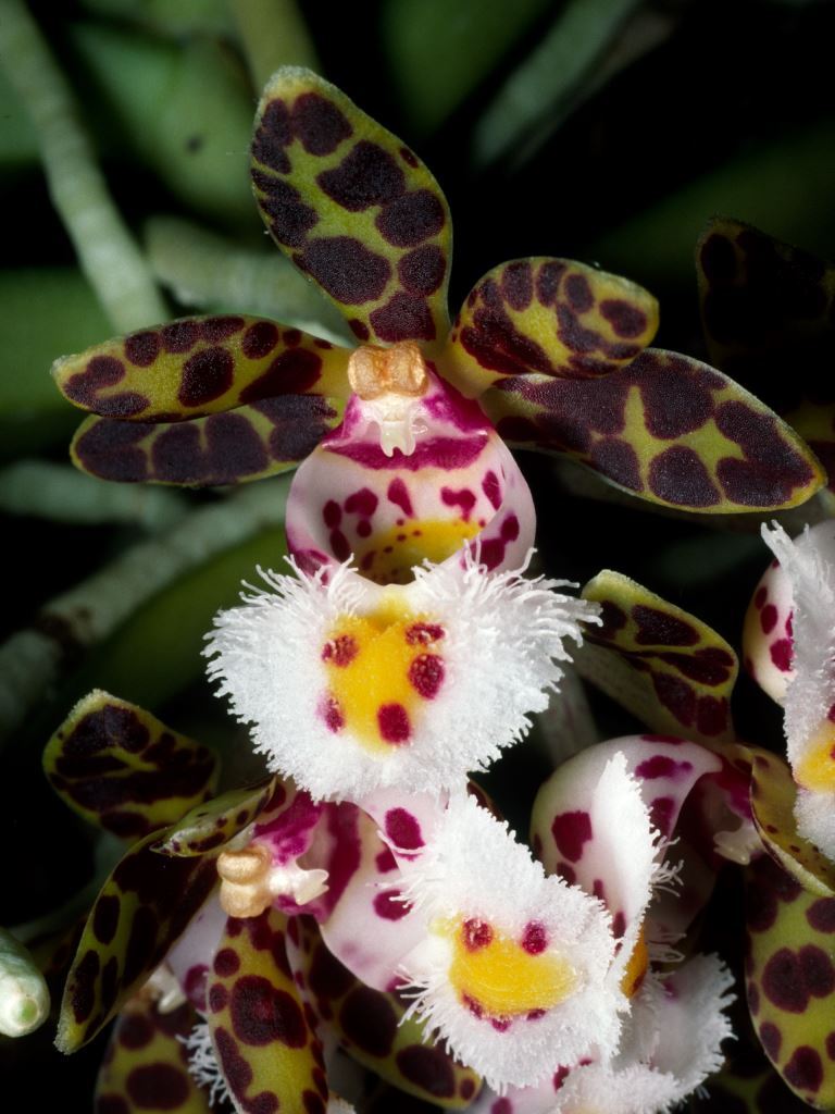 Gastrochilus bellinus f. wenxuei
