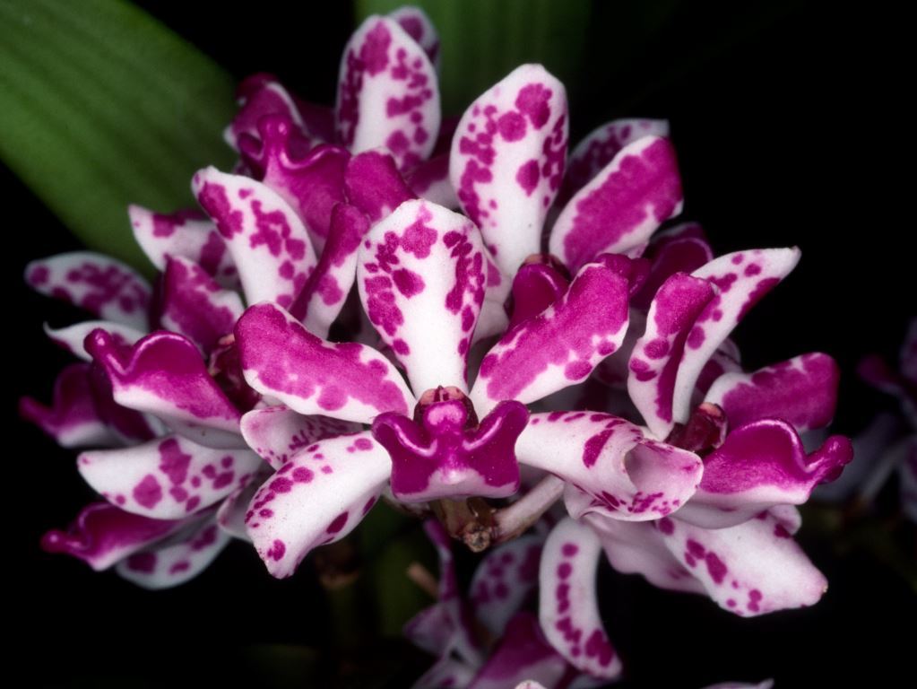 Rhynchostylis retusa - AD/AOC