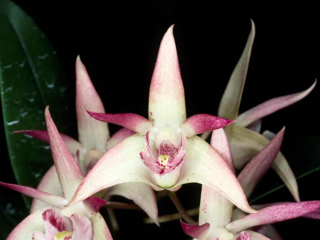 Dendrobium Red River