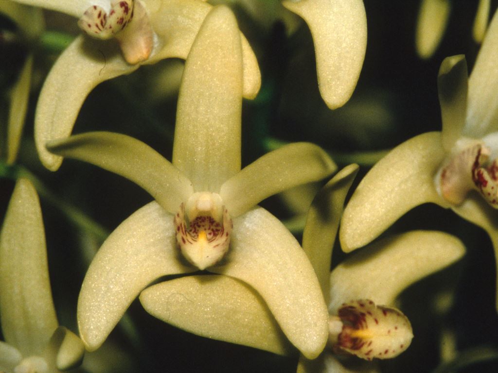 Dendrobium Karsun - HCC/AOC