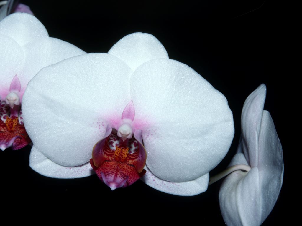 Phalaenopsis Tarryn Drinnan - HCC/AOC