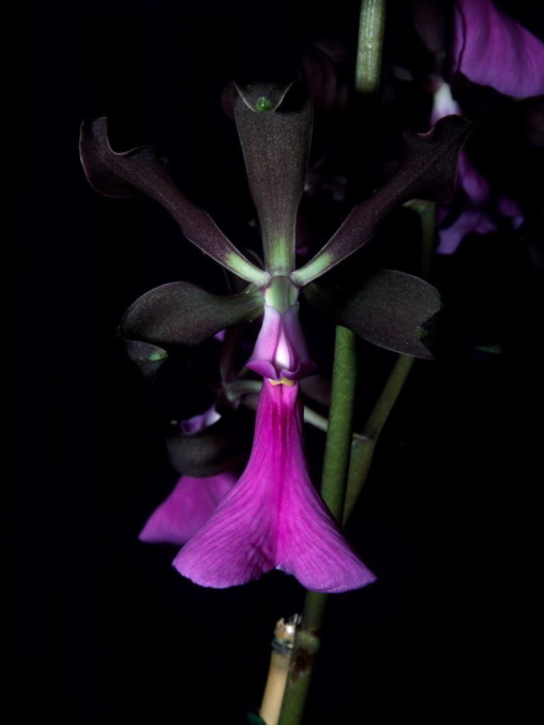 Encyclia cordigera