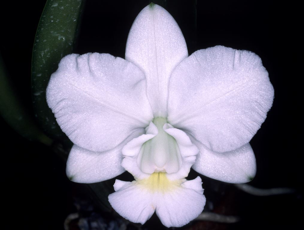 Cattleya x dolosa