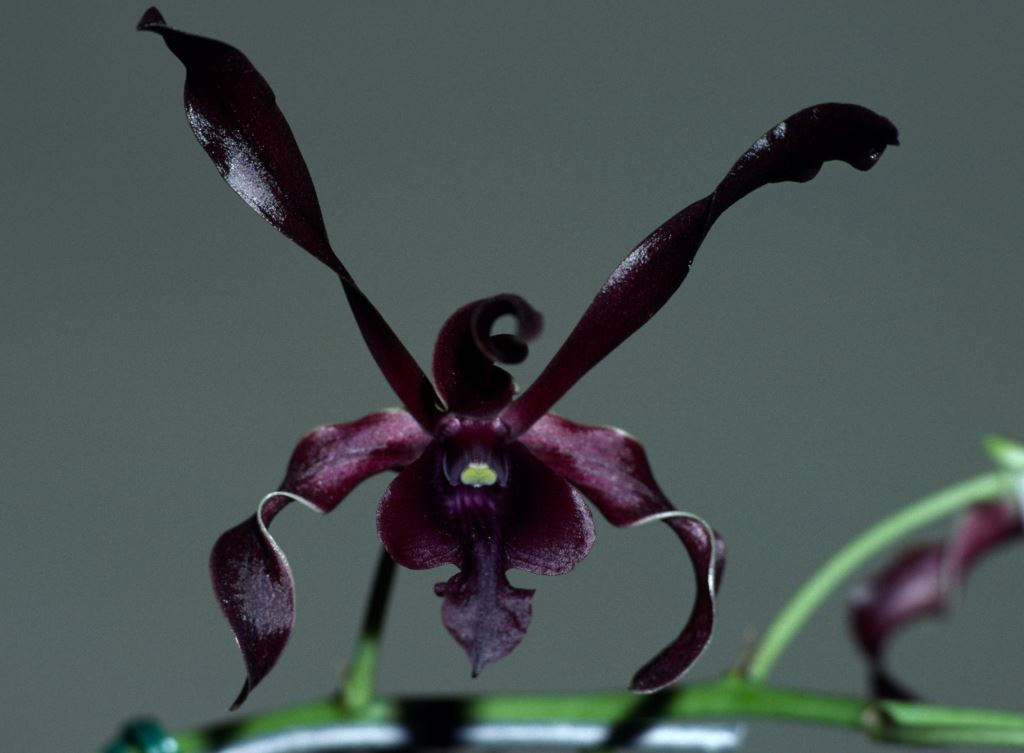 Den Red Toro 'Johnny's Black'