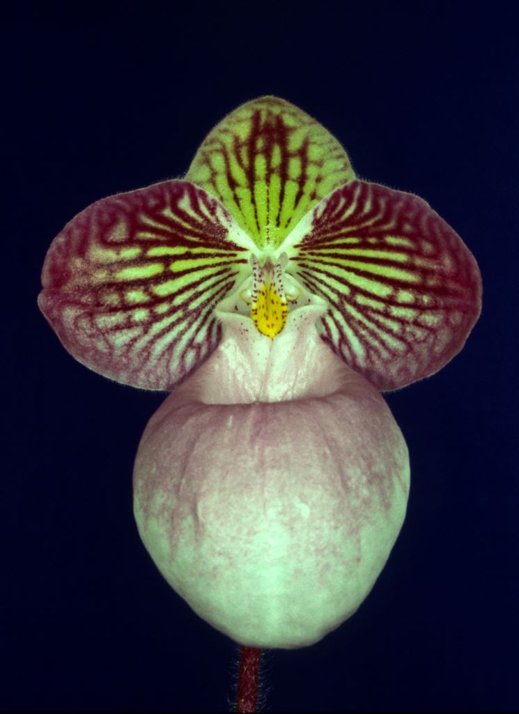 Paphiopedilum micranthum - HCC/AOC