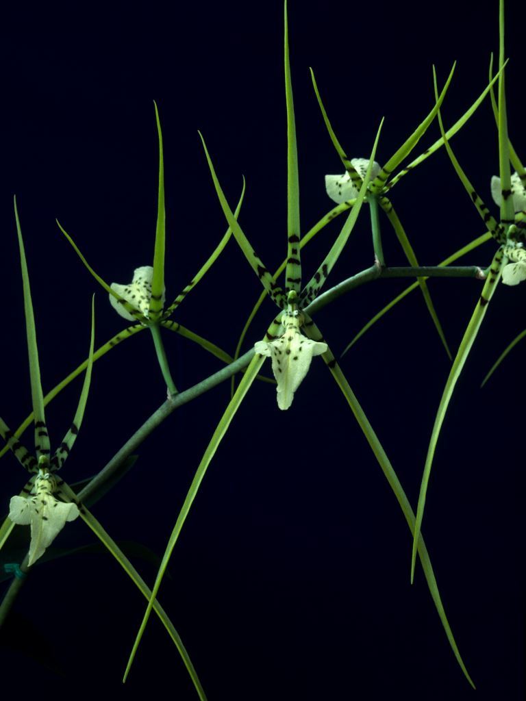 Brassia Rex - HCC/AOC