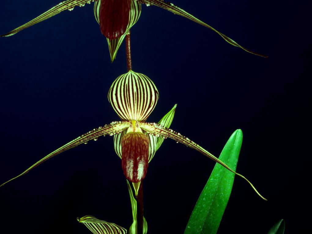 Paphiopedilum rothschildianum - HCC/AOC