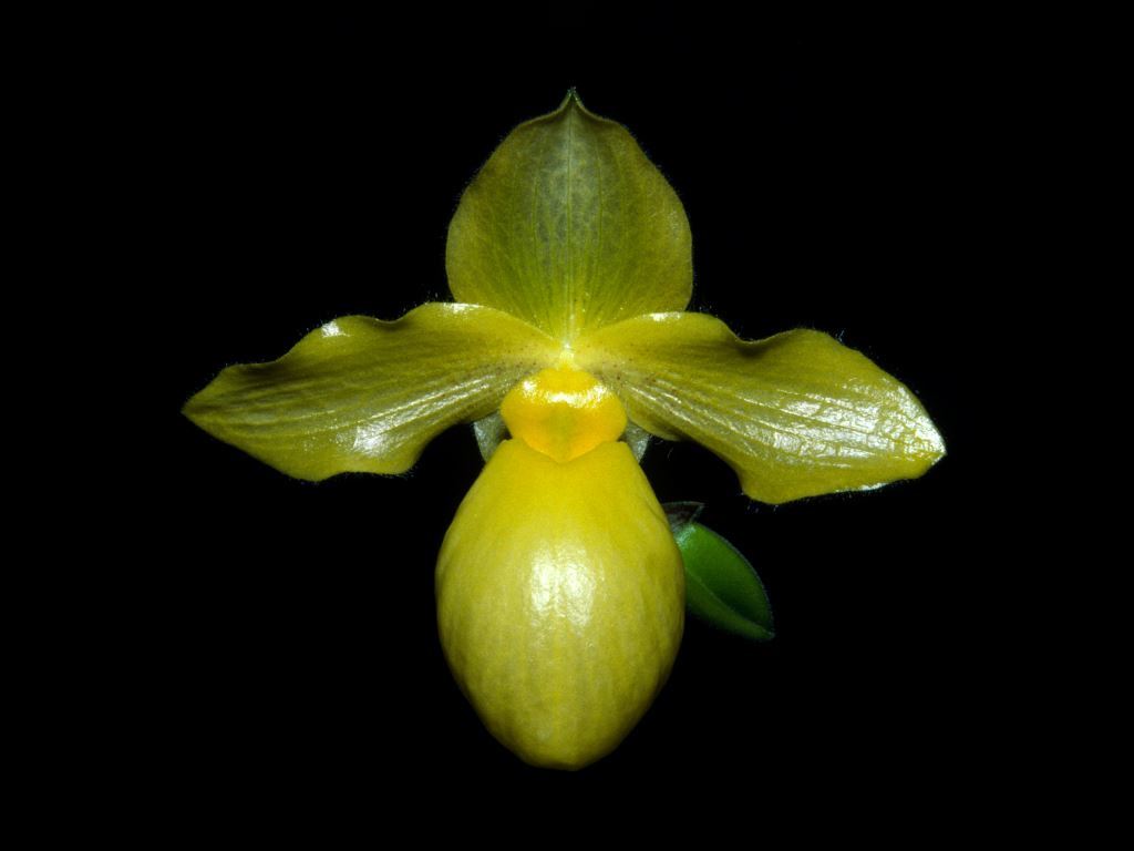 Paph Golddollar
