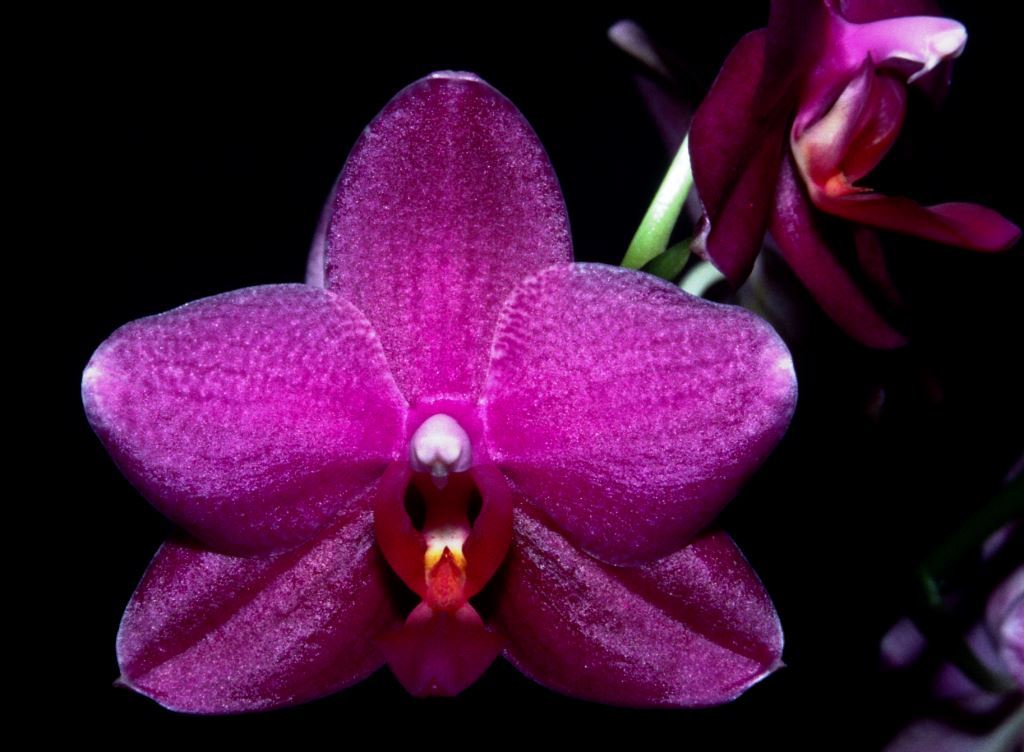 Phal Glenmore