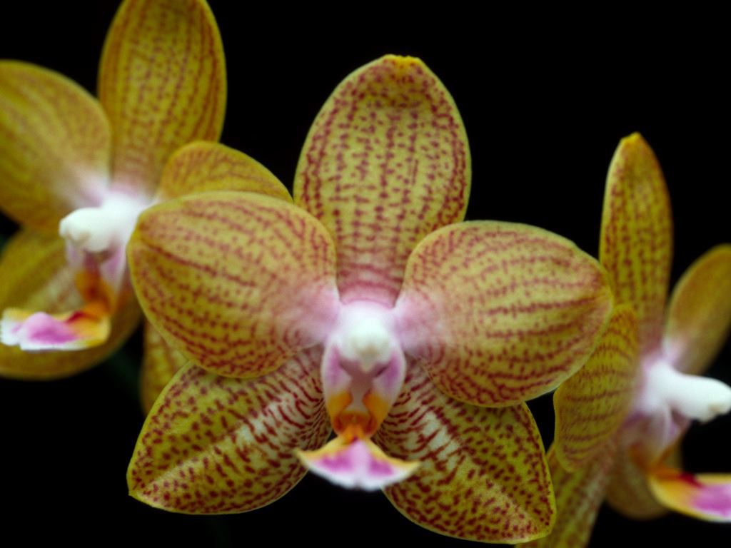 Phal Sandra Livingstone 'Q'lander'
