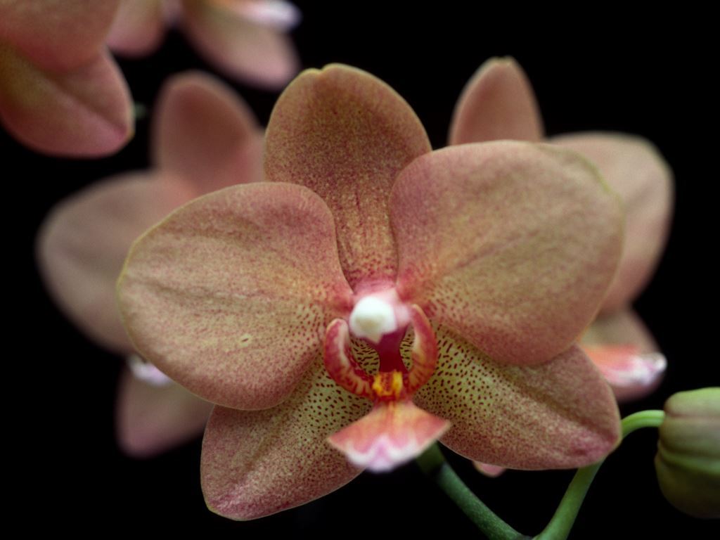 Phal Sunlands Moon Dancer 'Q'lander'