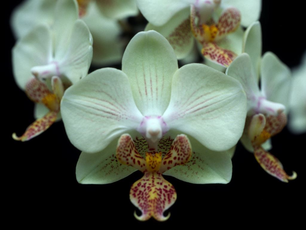 Phal Warana 'Q'lander'