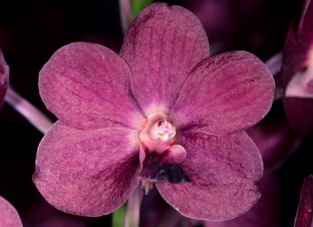 Vanda Pine Rivers - HCC/AOC