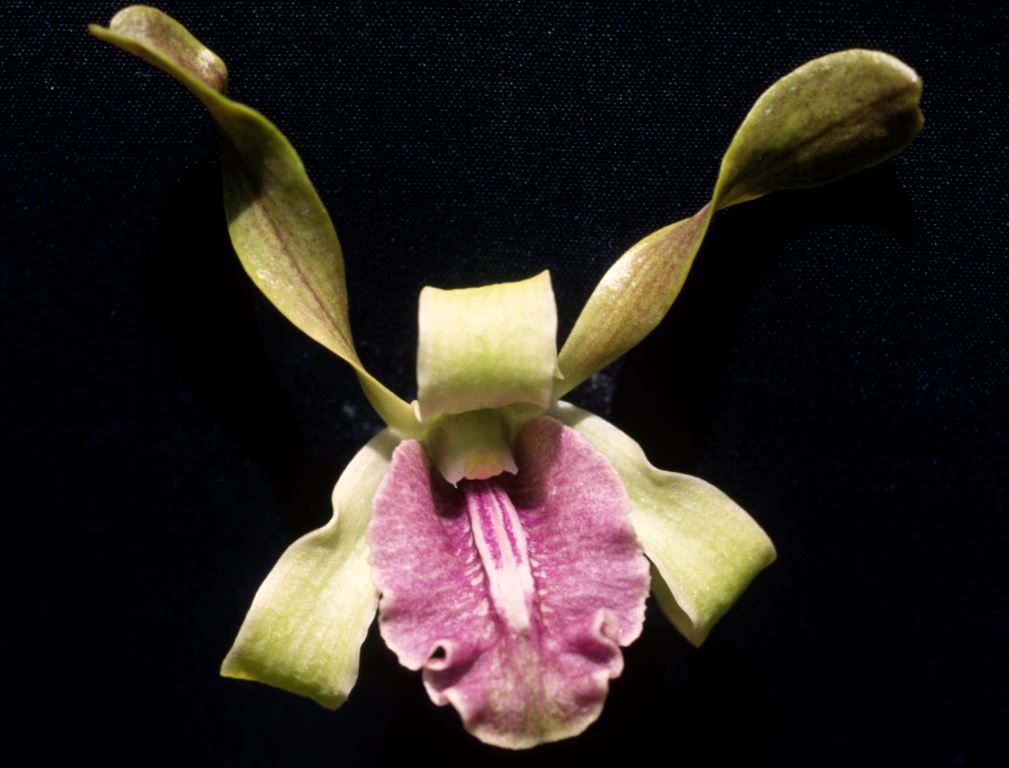 Dendrobium Sadie