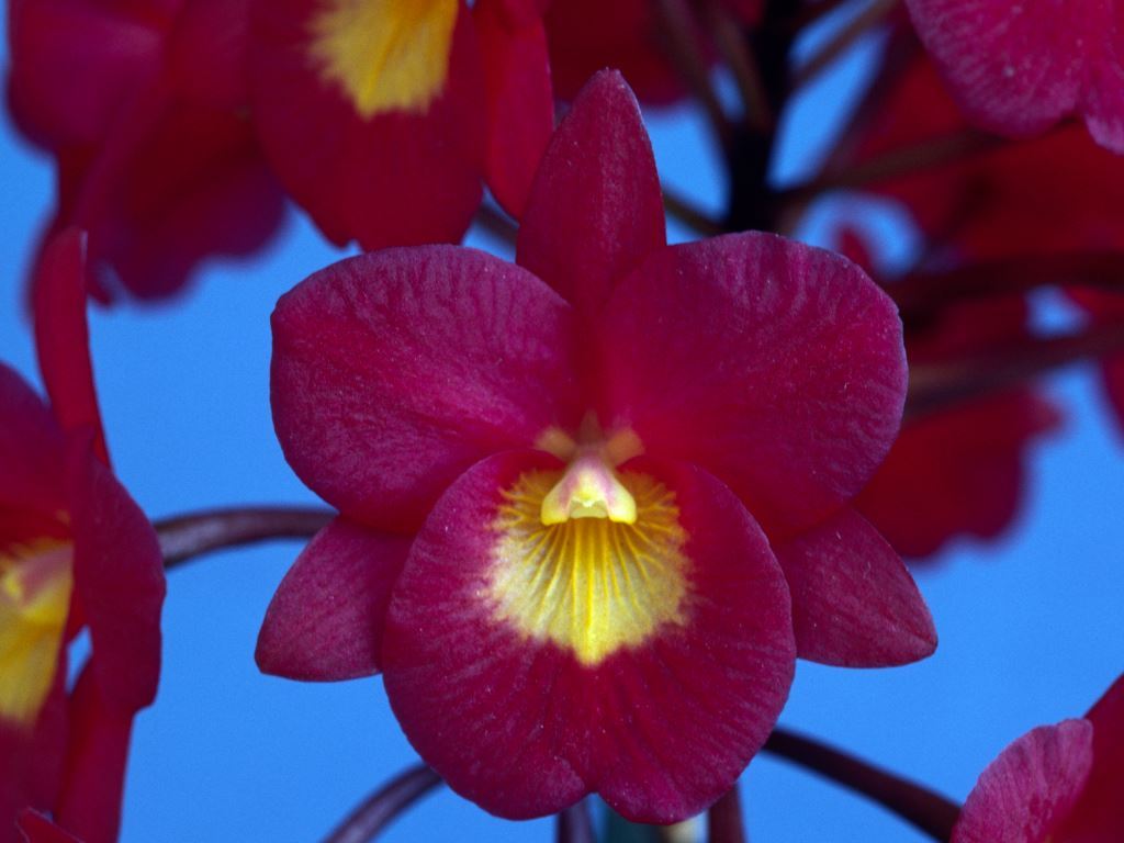 Cattlianthe Why Not - HCC/AOC