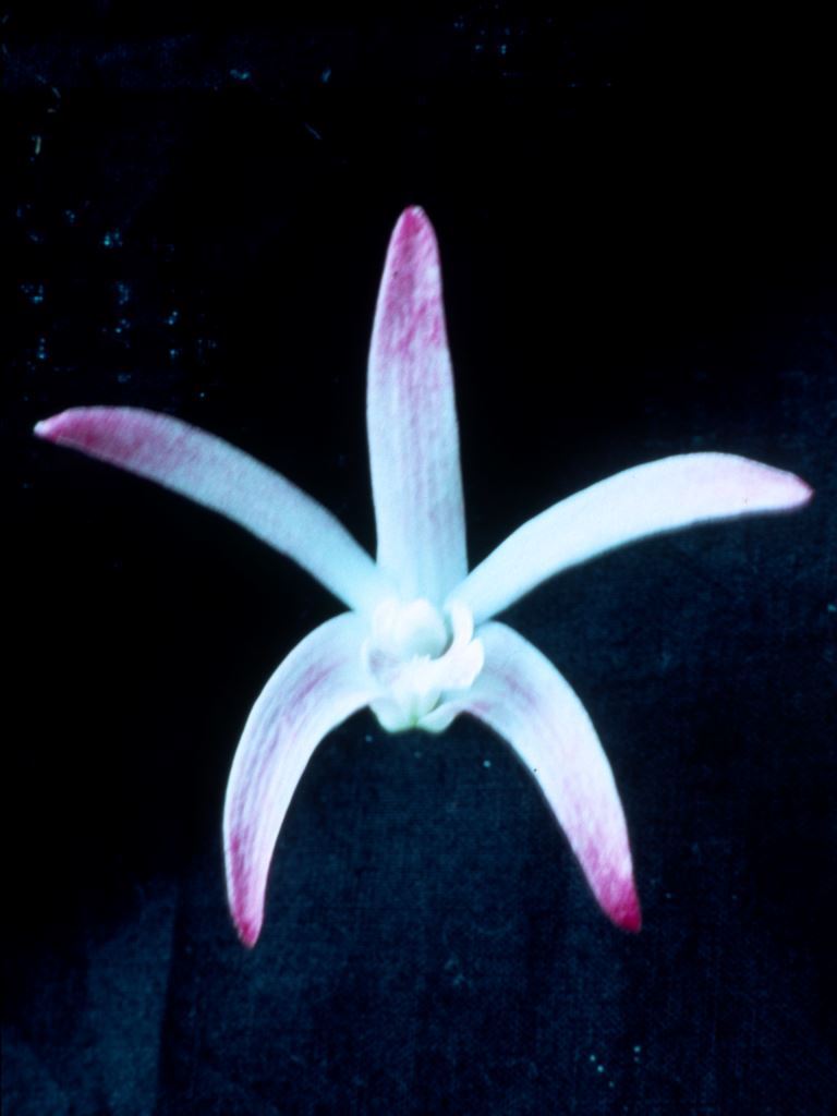 Dendrobium Aussie Merit