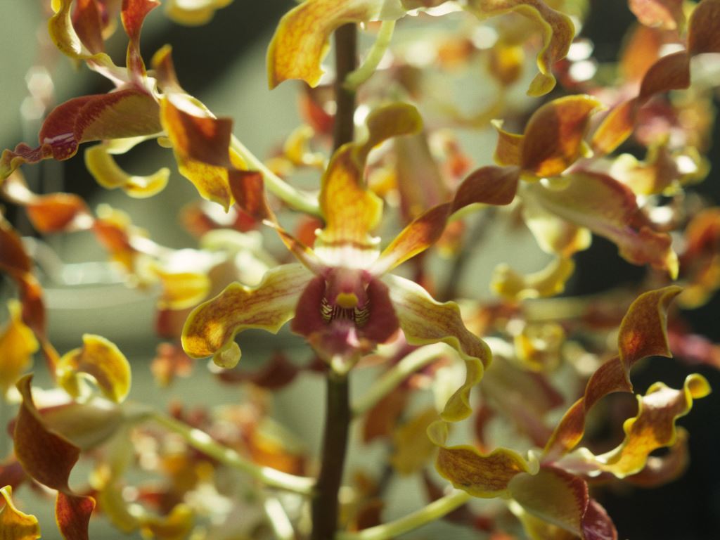 Dendrobium Lassy - AM/AOC