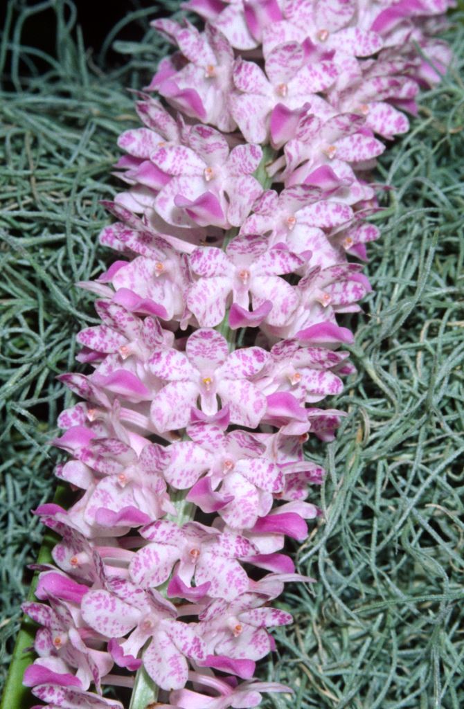 Rhynchostylis retusa - HCC/AOC