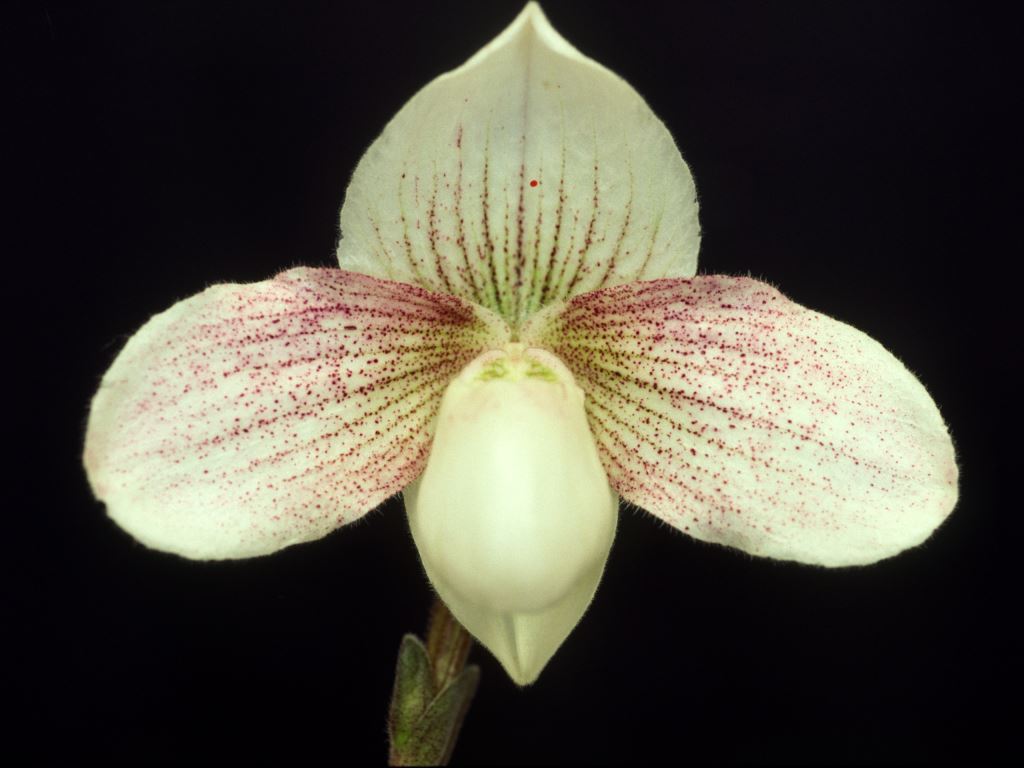 Paphiopedilum White Madonna