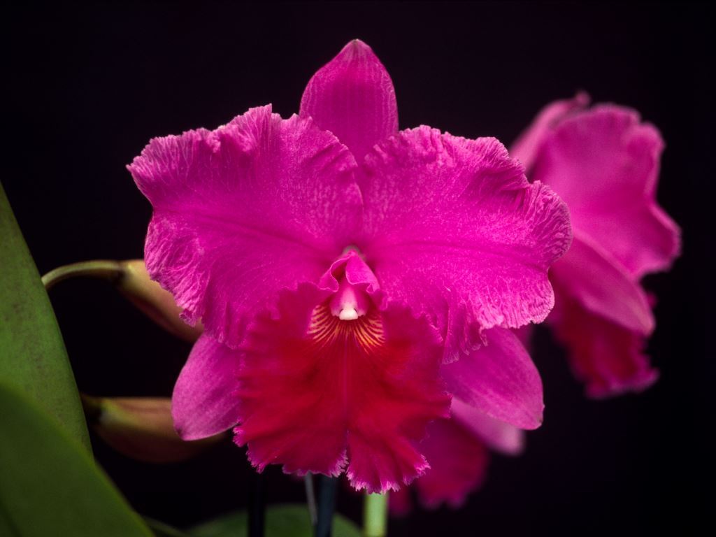 Rhyncholaeliocattleya Dundas - HCC/AOC