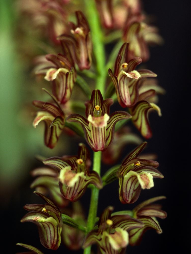 Eria vittata